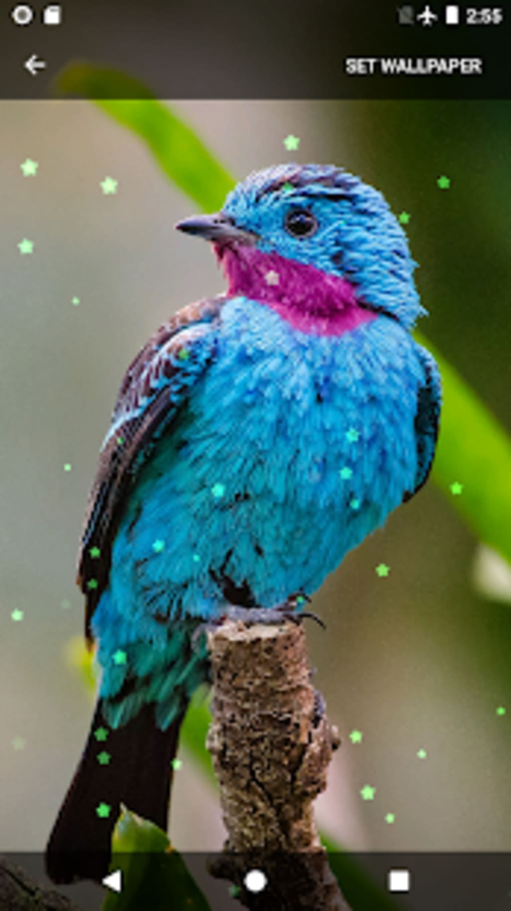 Birds Sounds Ringtones Live Wallpapers - Animal Birds - HD Wallpaper 