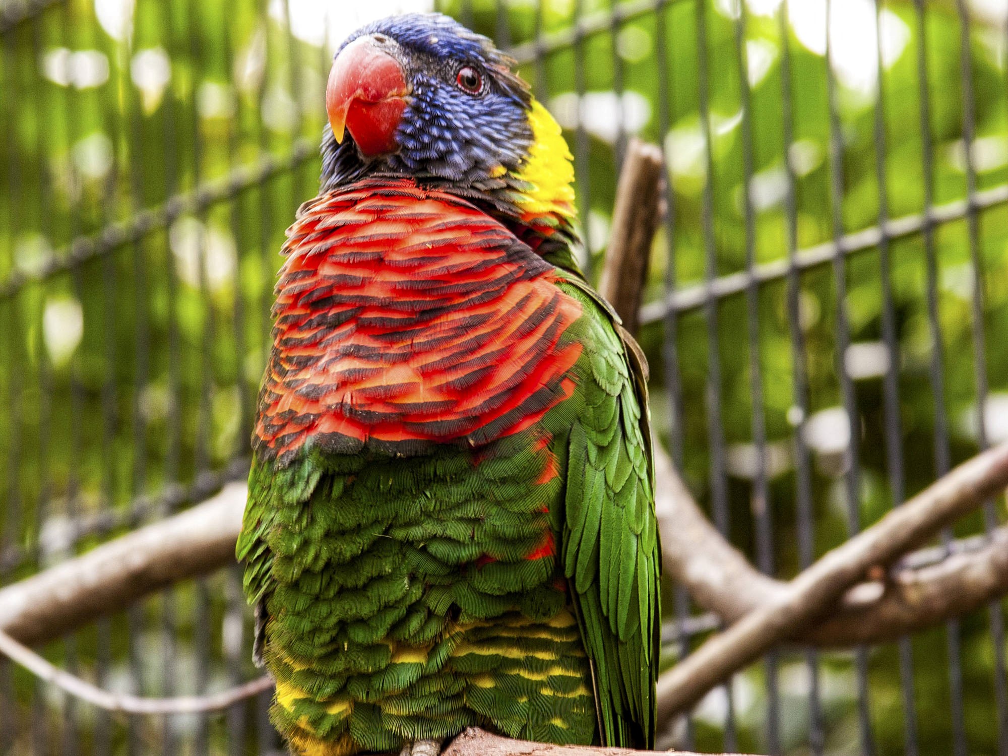 Parrot - HD Wallpaper 