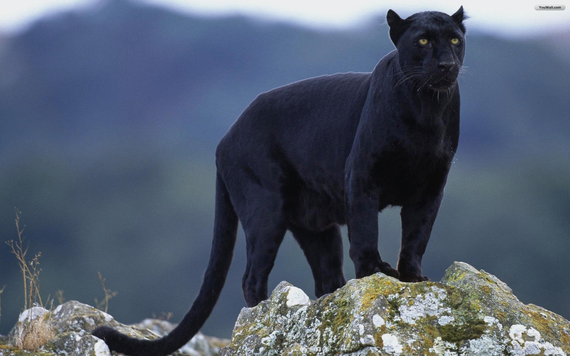 Rare Black Panther Animal - HD Wallpaper 
