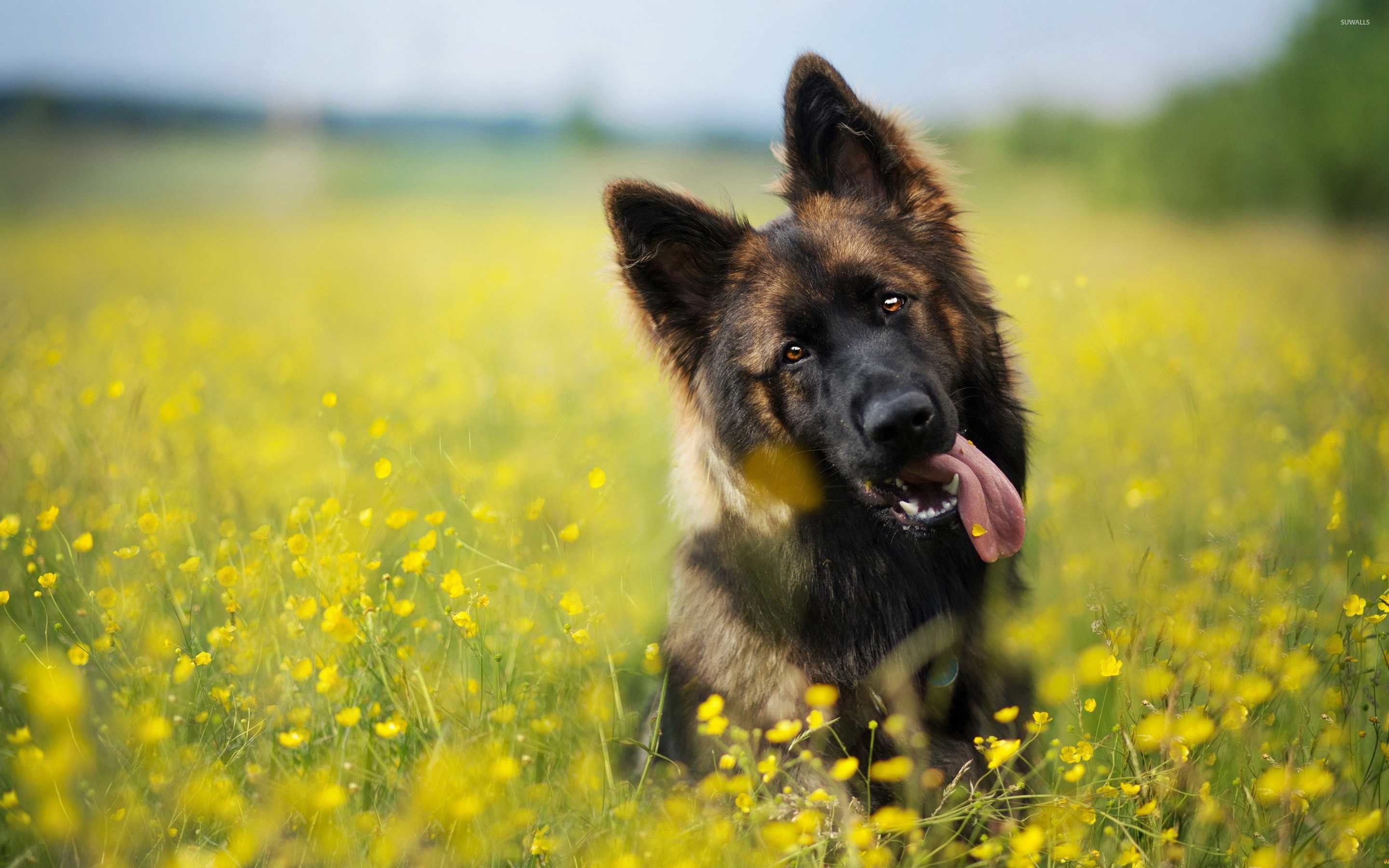 2880x1800, German Shepherd Wallpaper Hd Images Desktop - German Shepherd Puppy Background - HD Wallpaper 