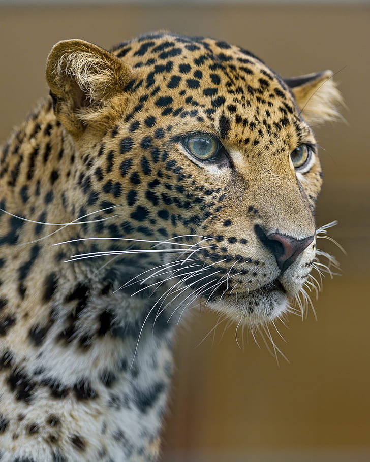 Jaguar In Closeup Photo, Leopard, Leopard, Portrait, - Leopard Portrait - HD Wallpaper 