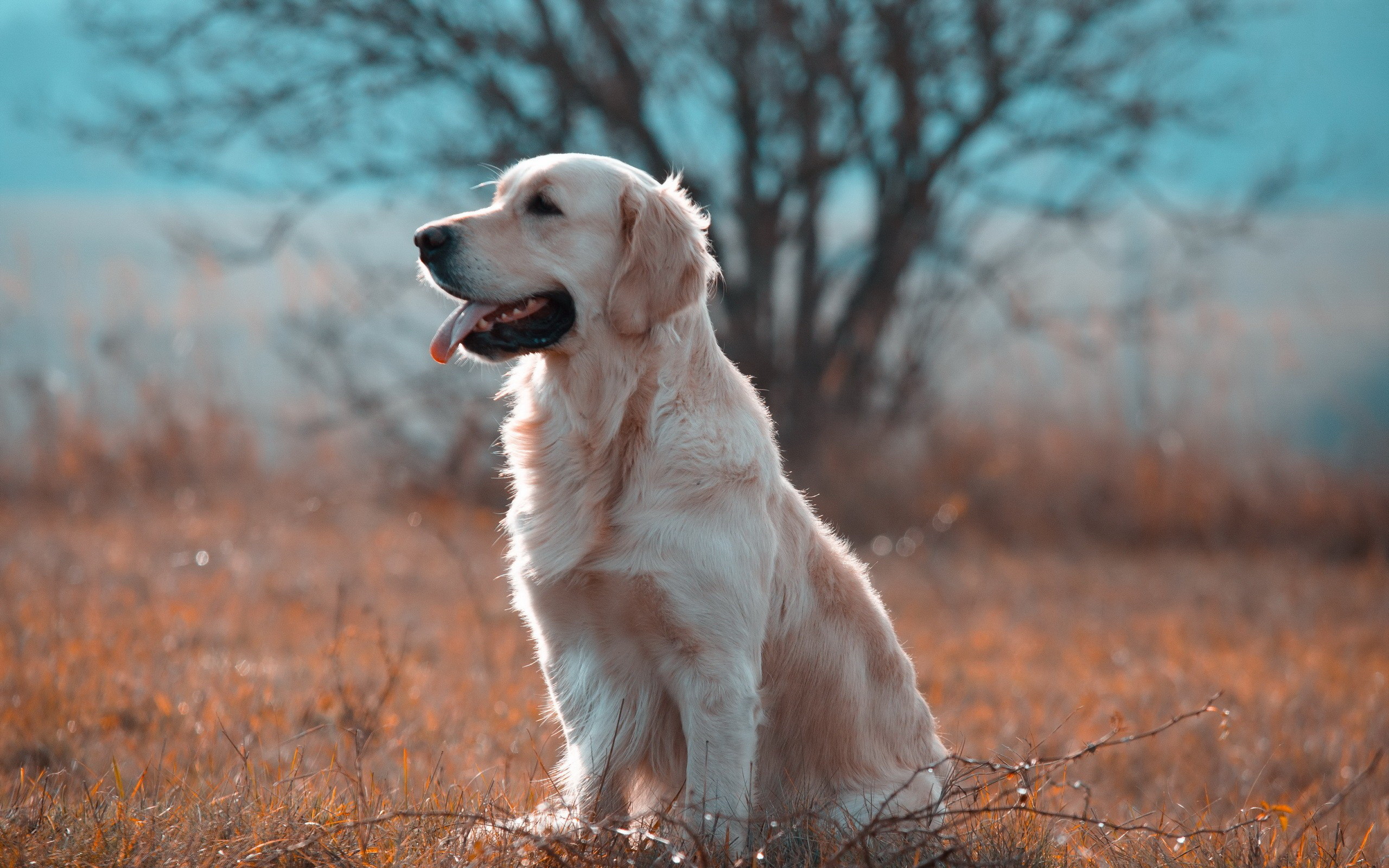2560x1600, Golden Retriever Wallpaper 
 Data Id 315545 - HD Wallpaper 