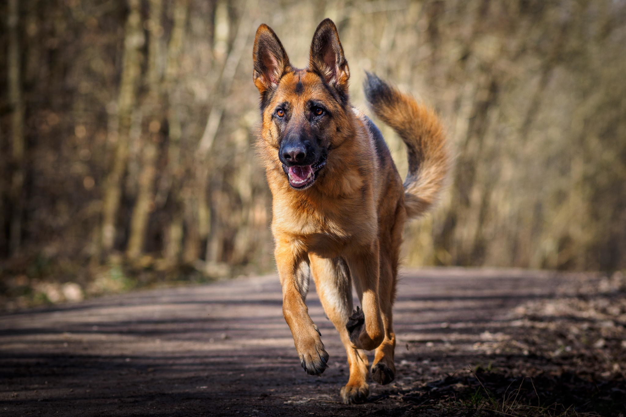 2048x1365, German Shepherd Wallpapers - German Shepherd Hd Wallpaper Free Download - 2048x1365 Wallpaper 2048x1365, German Shepherd Wallpapers - German Shepherd Hd Wallpaper Free Download - 2048x1365 Wallpaper