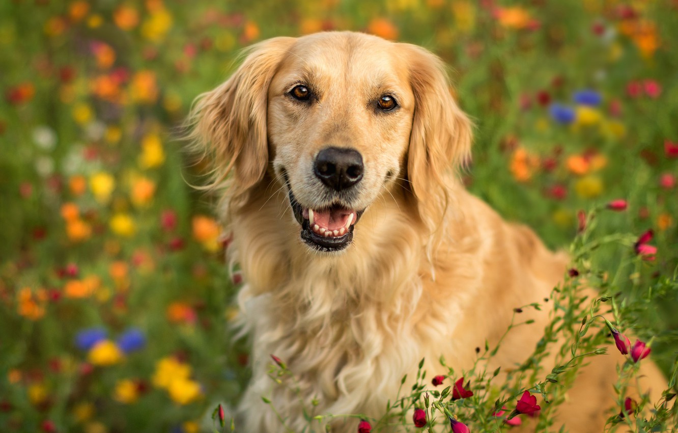 Photo Wallpaper Look, Face, Flowers, Portrait, Dog, - Golden Retriever Amd Floeets - HD Wallpaper 