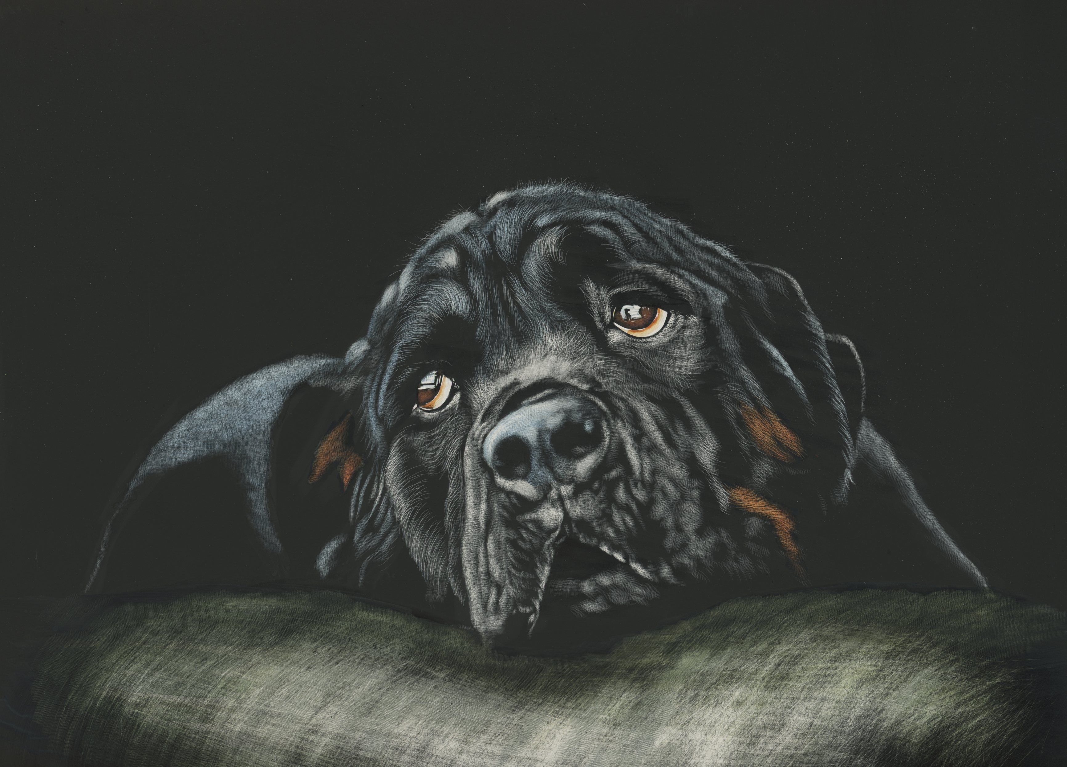 Rottweiler Wallpaper 4k Hd - HD Wallpaper 