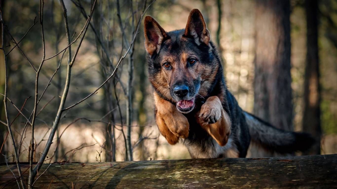 German Shepherd Wallpaper Hd - 1366x768 Wallpaper German Shepherd Wallpaper Hd - 1366x768 Wallpaper