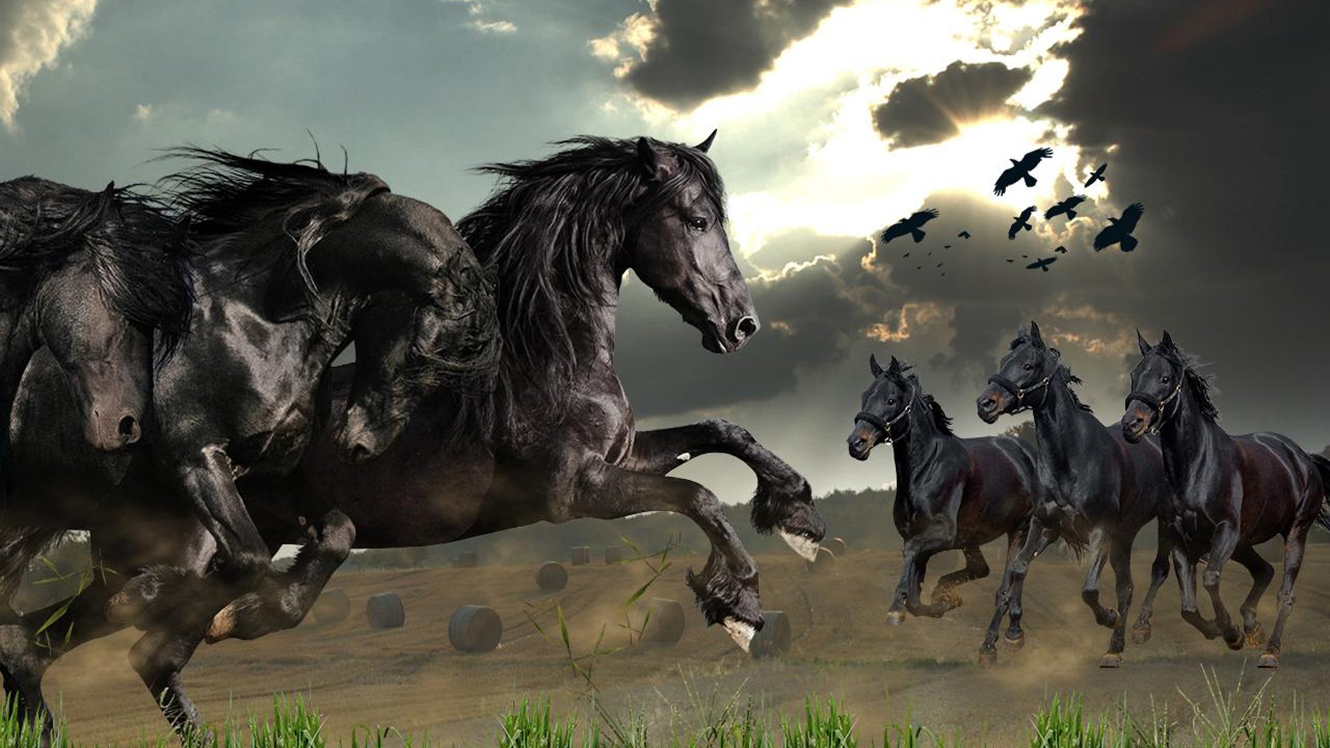 Wild Horse - HD Wallpaper 