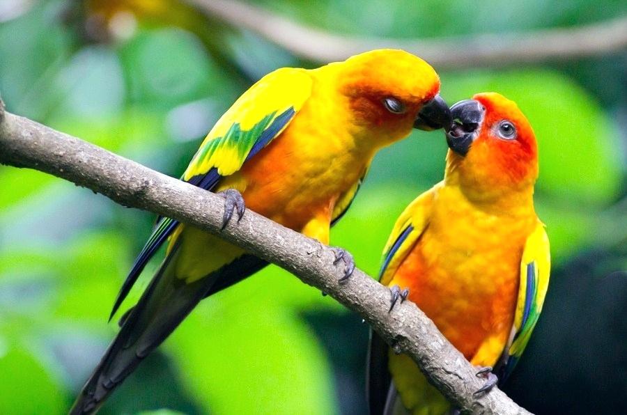 Birds Wallpaper Beautiful Love Birds Wallpapers Birds - Free Download Love Birds - HD Wallpaper 