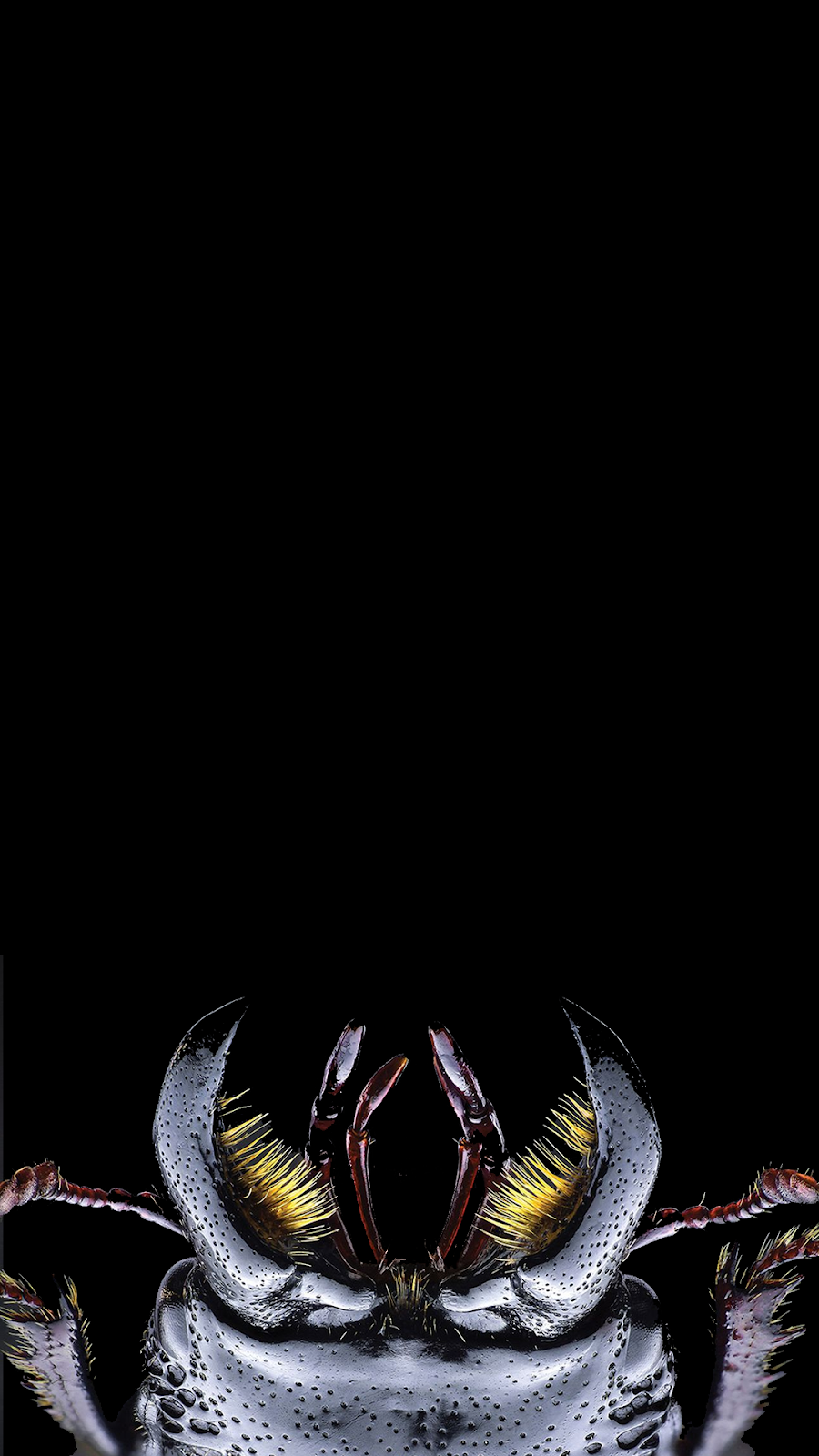 Amoled Wallpaper For Smatphones With Insect Macro Photograf - Macro Photography - HD Wallpaper 