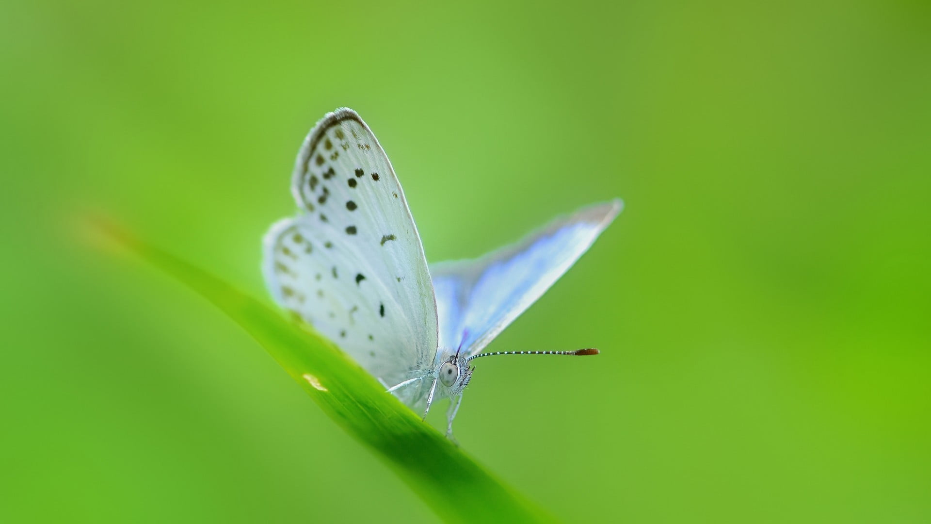 White Butterfly On Grass - HD Wallpaper 