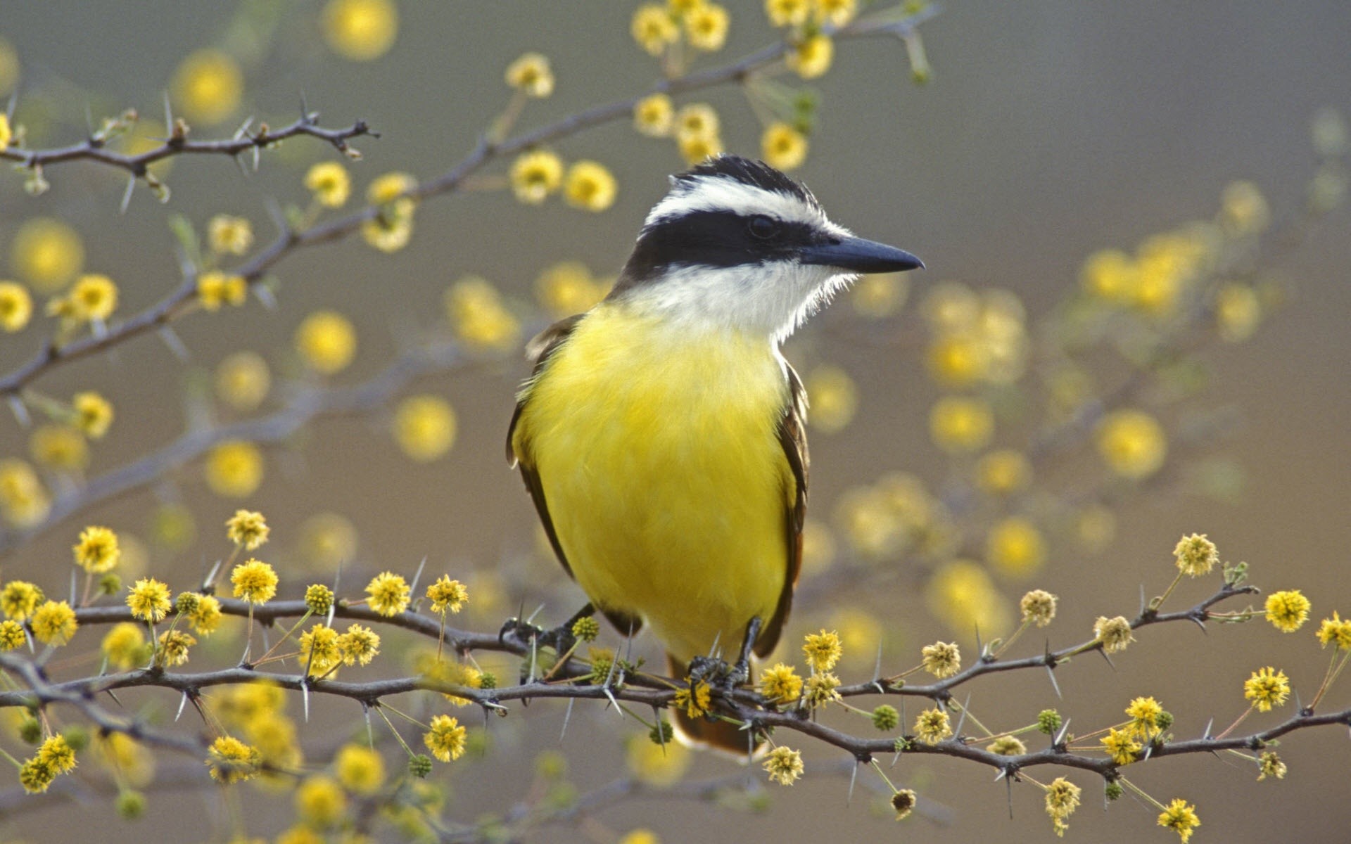 Most Colorful Bird Live Birds Wallpaper Dowload 
 Data - Birds Of Tamarindo Costa Rica - HD Wallpaper 