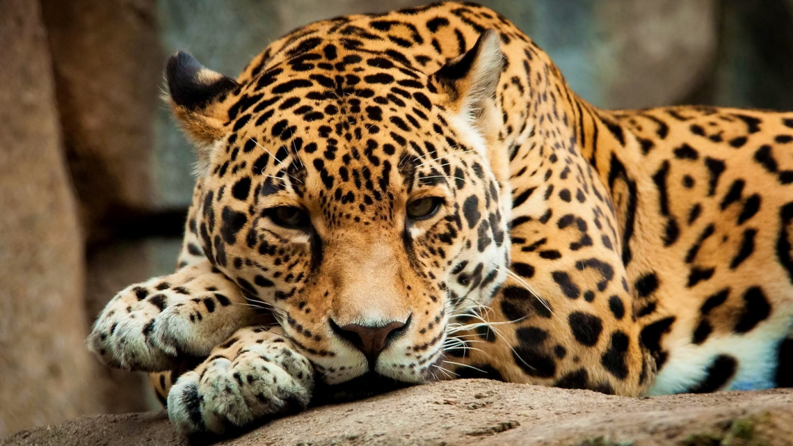 Lazy Jaguar - Jaguar Hd - HD Wallpaper 