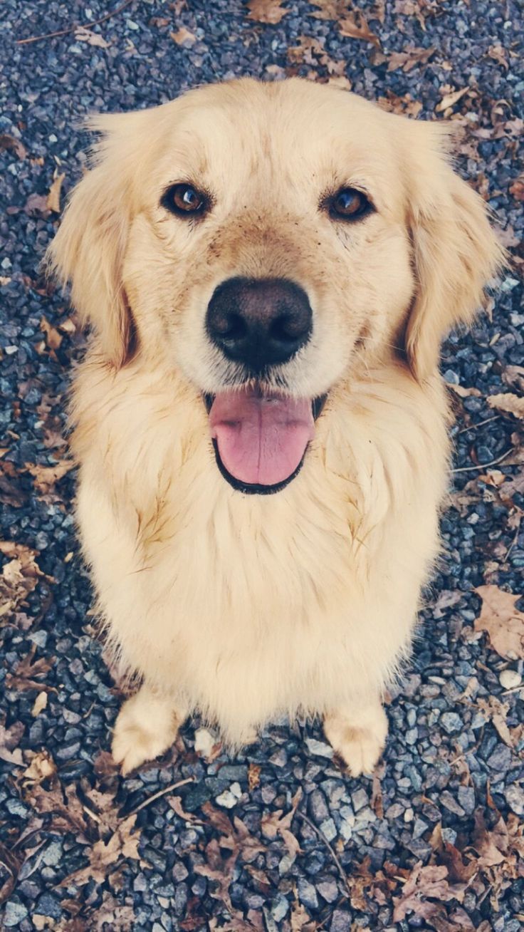 Golden Retriever Wallpaper Iphone - HD Wallpaper 