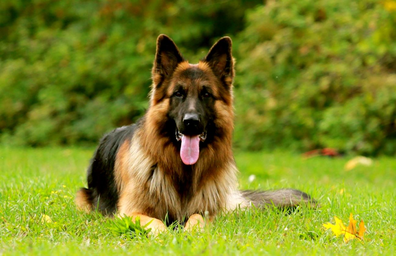 German Shepherd Dog Images New Hd Photoshoot Collections - German Shepherd In Hd - 1296x837 Wallpaper German Shepherd Dog Images New Hd Photoshoot Collections - German Shepherd In Hd - 1296x837 Wallpaper