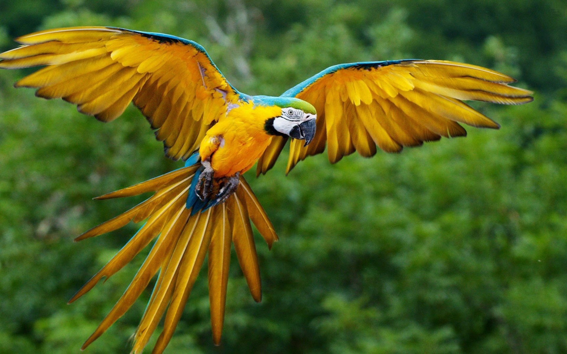Parrot With Wings Spread - 1920x1200 Wallpaper - teahub.io
