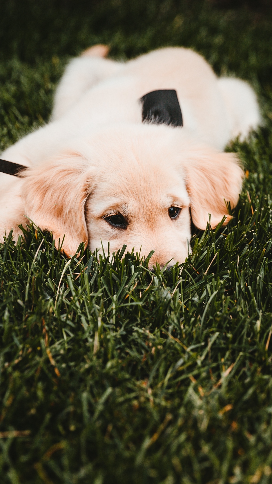 Wallpaper Golden Retriever, Puppy, Dog, Grass, Lies - Dog Puppy Golden Retriever Wallpaper Iphone - HD Wallpaper 