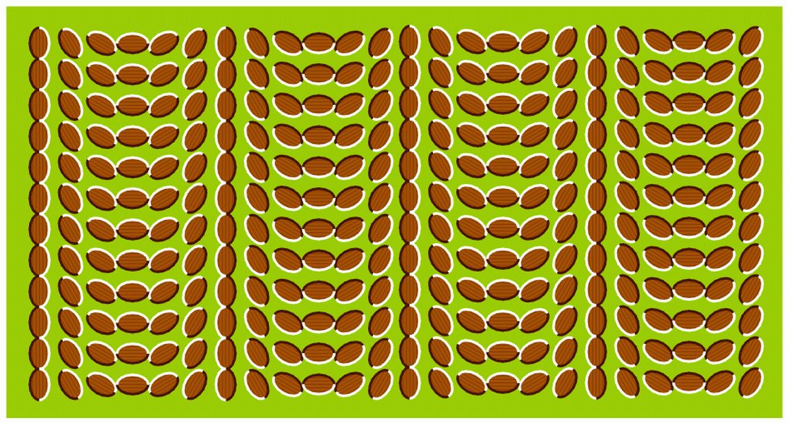 Peanut Illusion - 1116x600 Wallpaper 