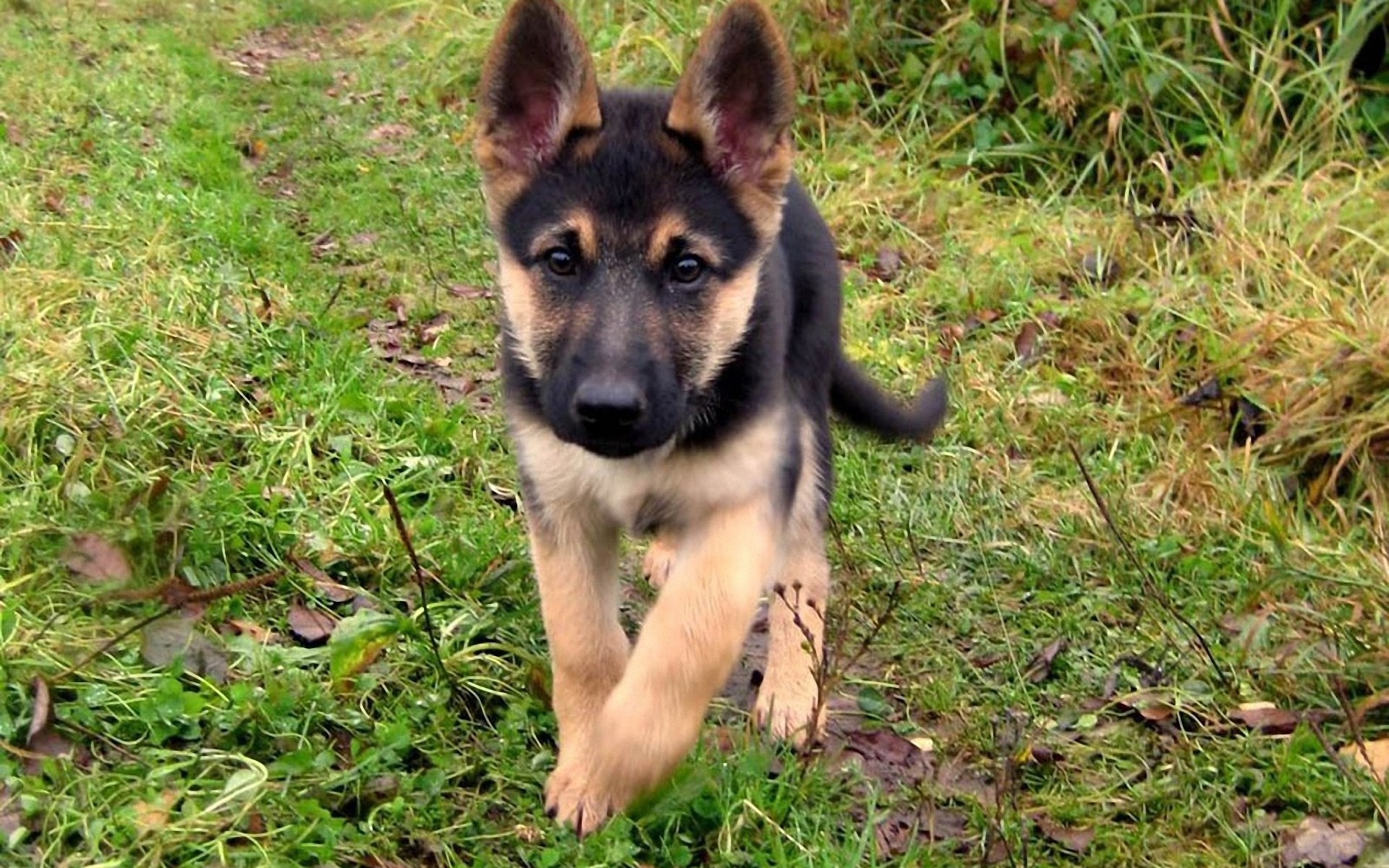 Baby German Shepherd Running Wallpapers,german Shepherd - German Shepherd Puppy Dogs - HD Wallpaper 