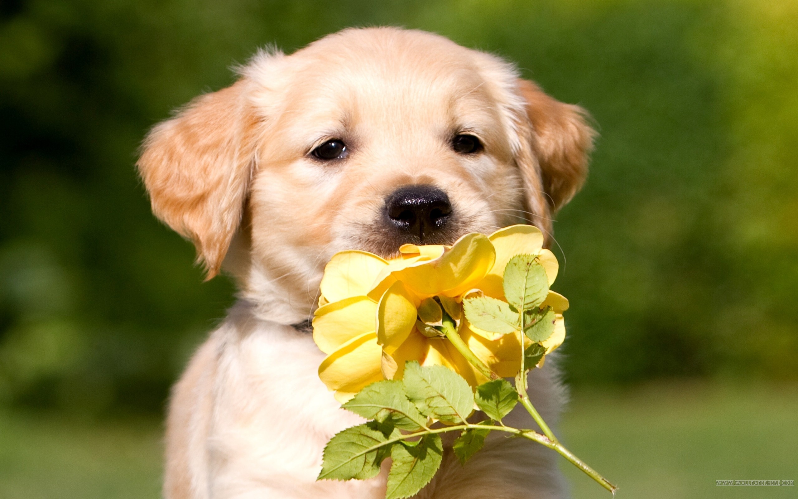 Golden Retriever Puppy 
 Data-src - Cute Golden Retriever Wallpaper Hd - HD Wallpaper 