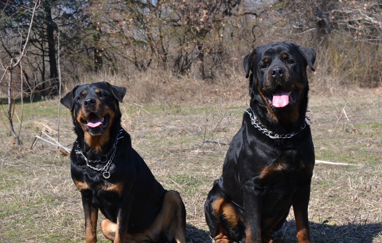 Photo Wallpaper Dogs, Animals, Rottweiler - HD Wallpaper 