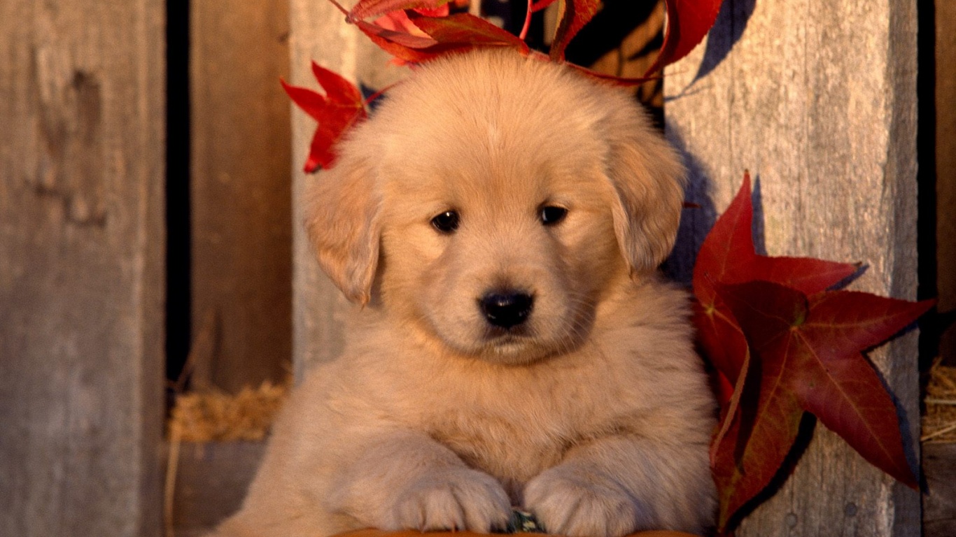 Cute Golden Retriever Wallpaper - Chow Mix Golden Retriever - HD Wallpaper 