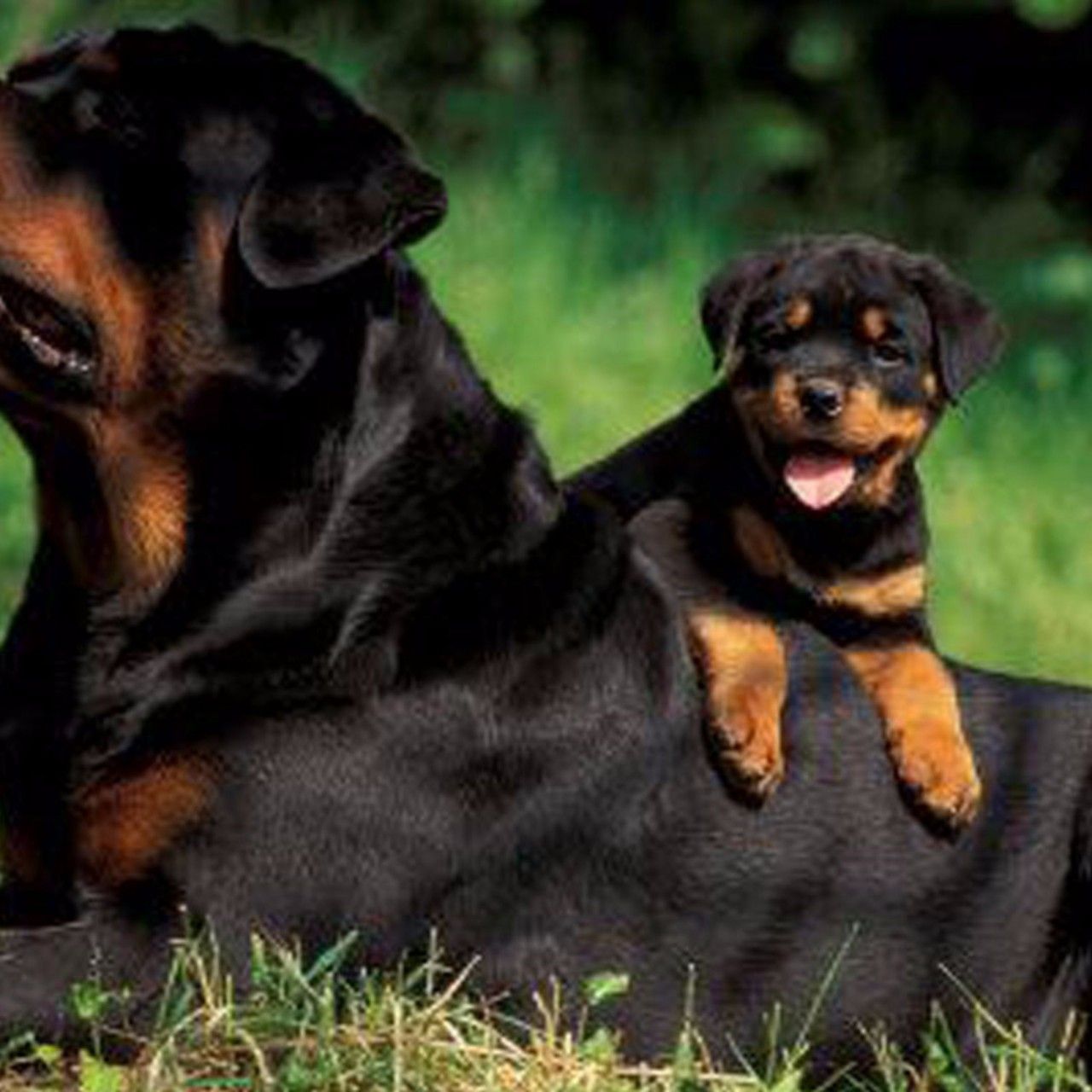 Rottweiler Puppies - HD Wallpaper 