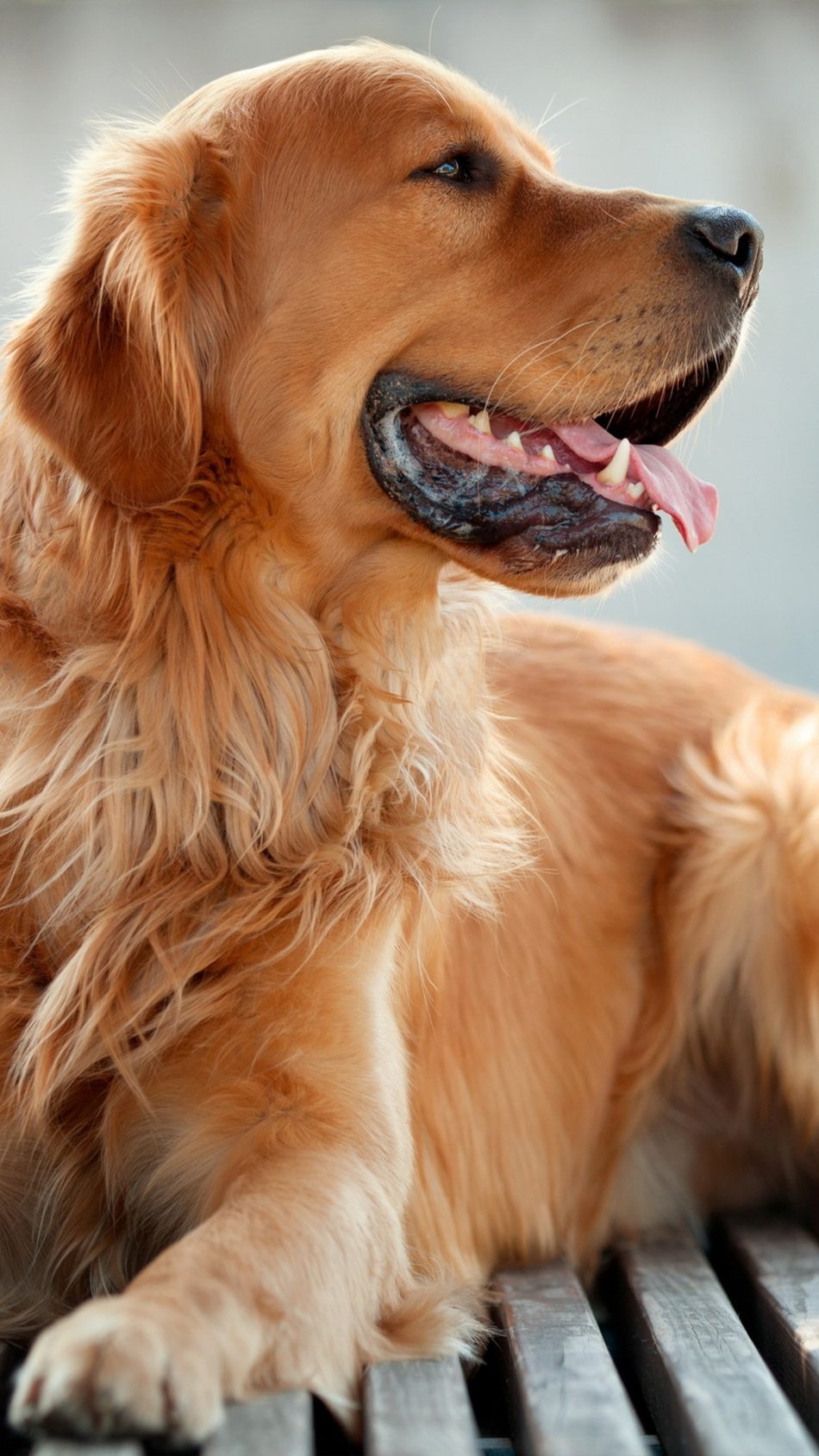 Download Golden Retriever Dog Free Pure 4k Ultra Hd - Golden Retriever Dog  Wallpaper Hd - 950x1689 Wallpaper 