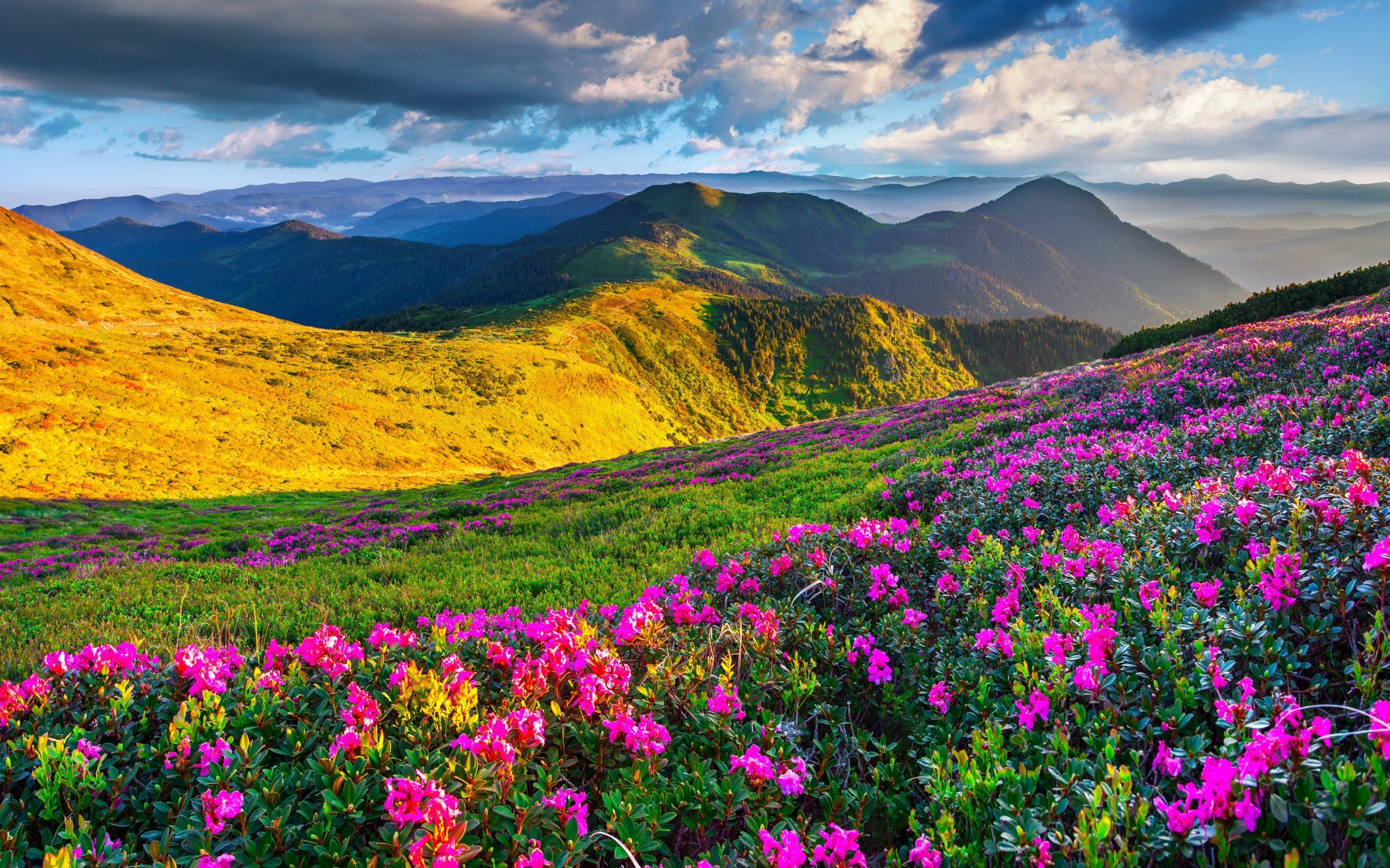 Spring Flowers Mountains - HD Wallpaper 