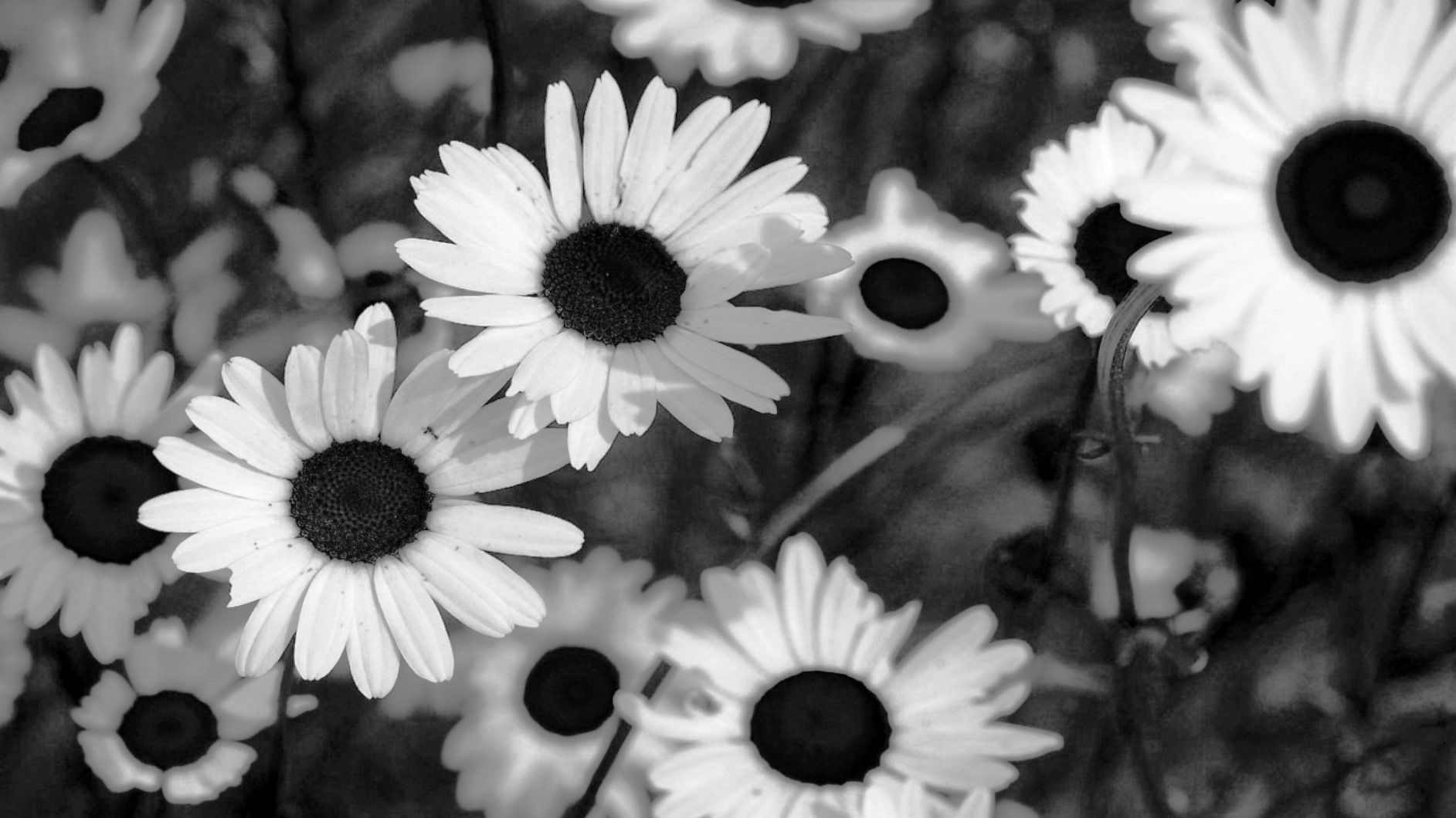 tumblr wallpapers black and white flowers