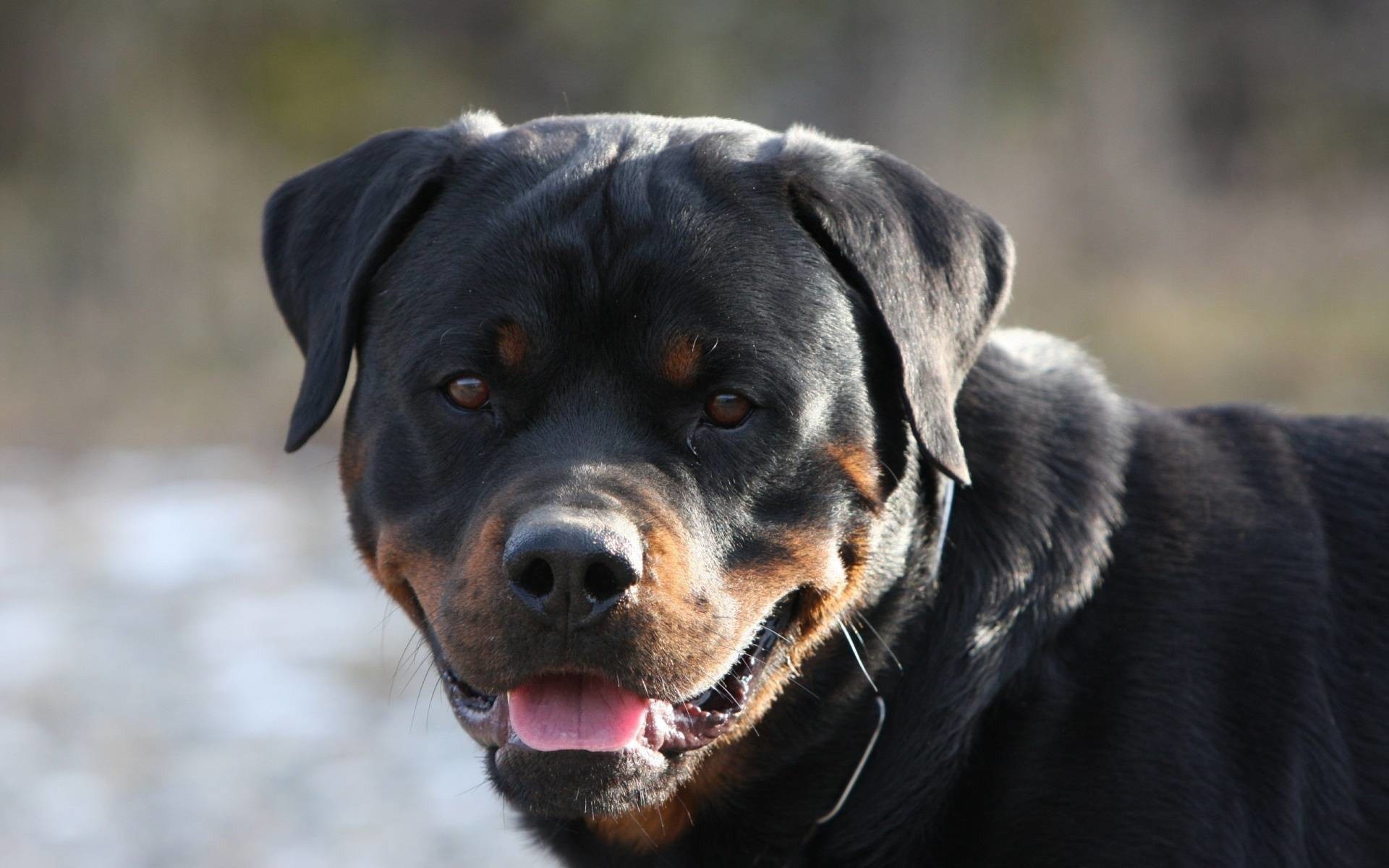 Rottweiler Wallpapers Wallpaper 1920ã1200 
 Data-src - Black Tiger Like Dog - HD Wallpaper 