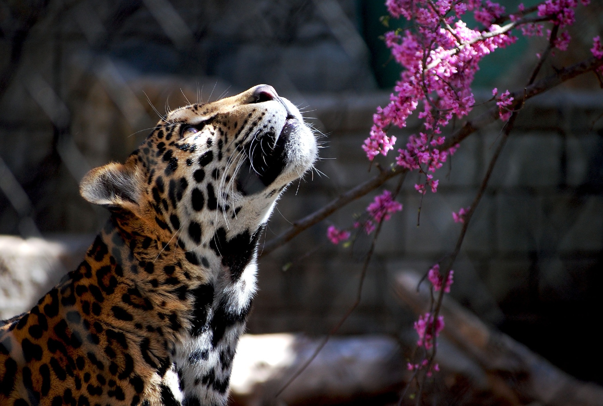 Wild Cat Wallpaper Hd - 2048x1379 Wallpaper Wild Cat Wallpaper Hd - 2048x1379 Wallpaper