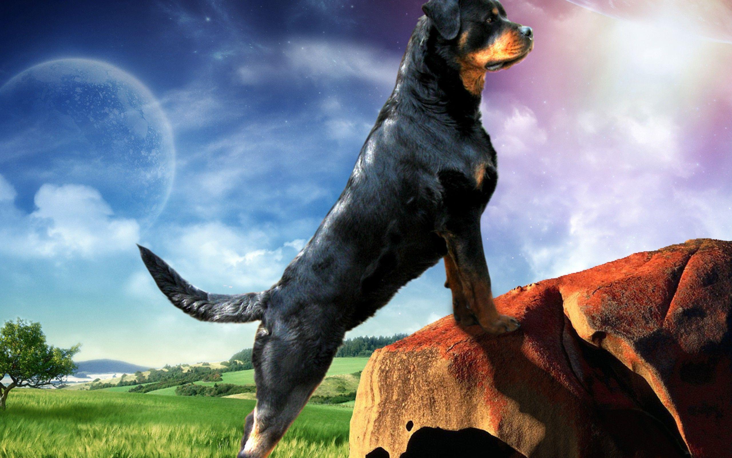 Rottweiler Wallpapers Pc - HD Wallpaper 