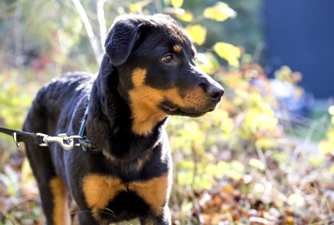 Rottweiler Wallpaper Hd For Android Apk Download - English Shepherd Rottweiler Mix - HD Wallpaper 