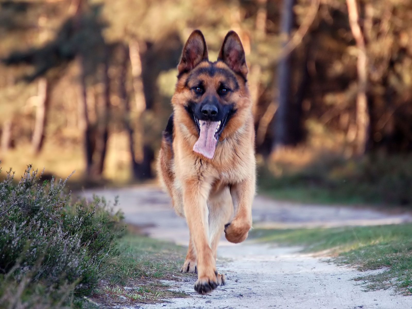 Background German Shepherd Puppy - HD Wallpaper 