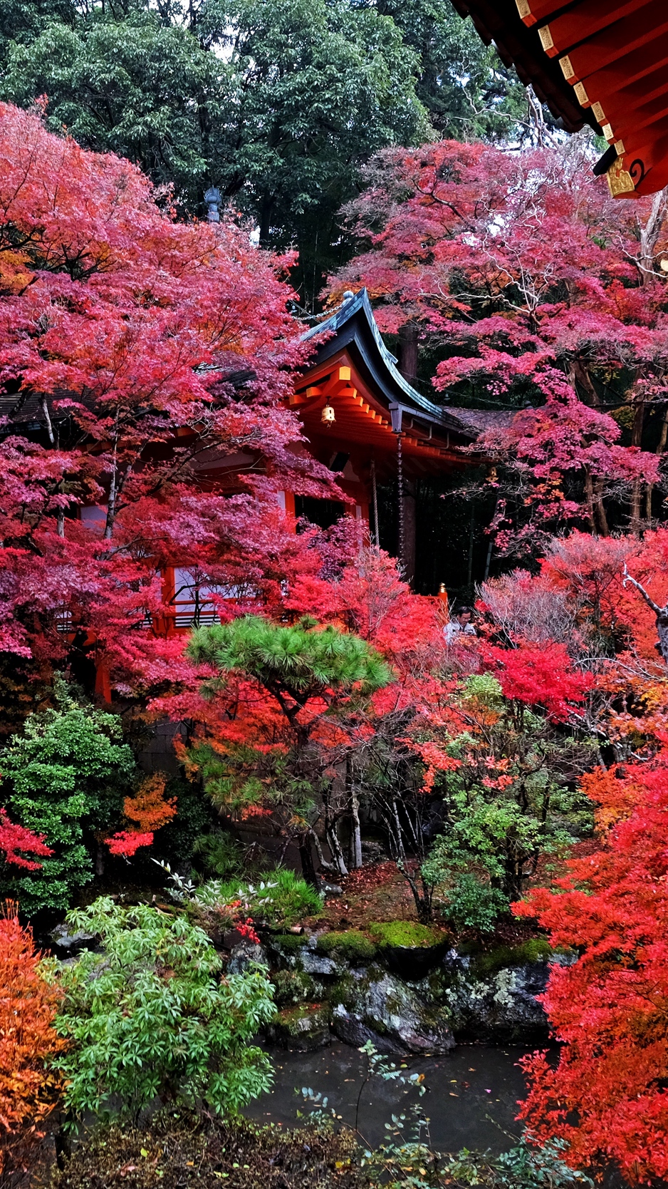Wallpaper Temple, Autumn, Japan, Kyoto - Autumn In Japan 4k - HD Wallpaper 