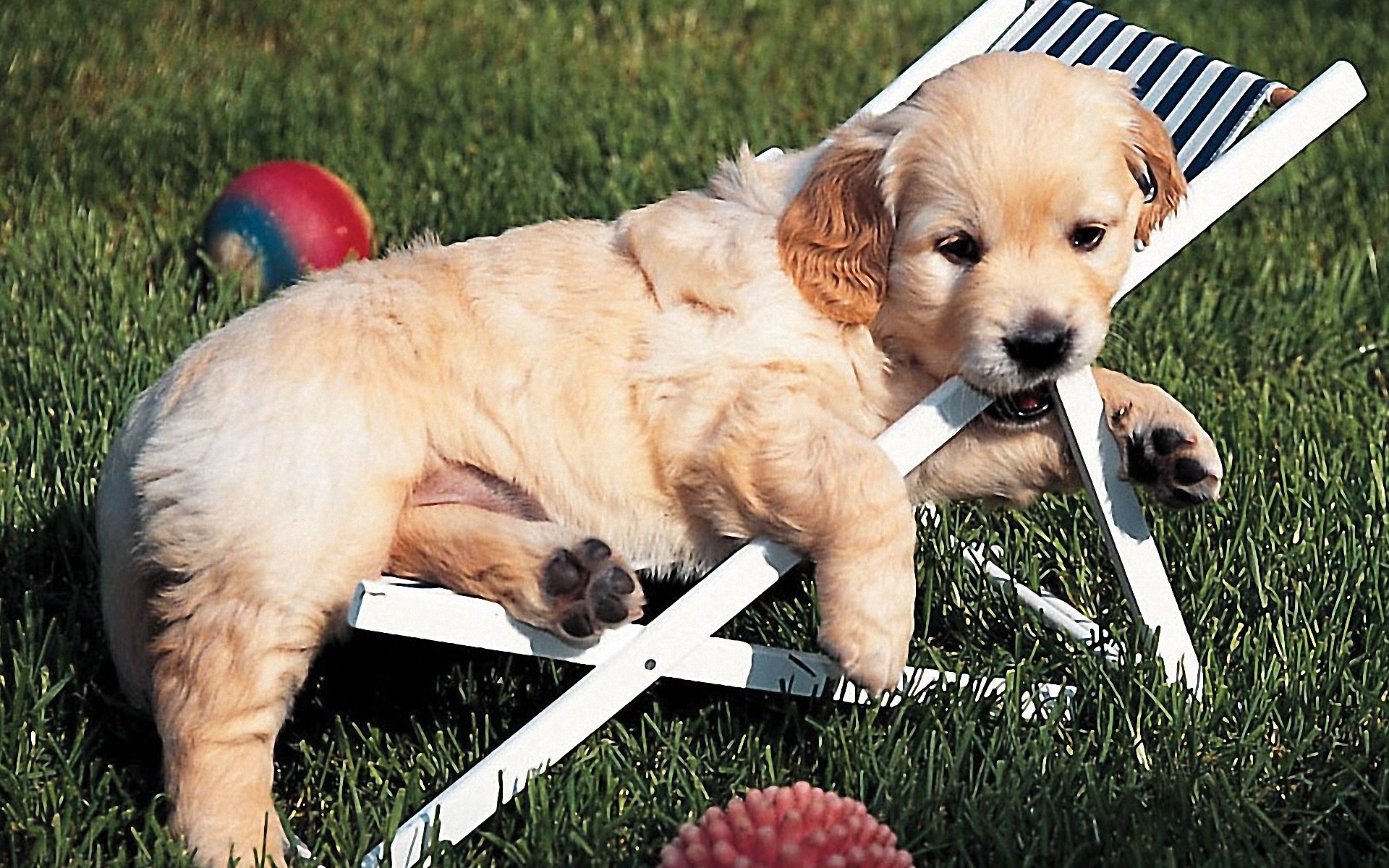 Golden Retriever Puppy In Chaise-longue Wallpaper - Golden Retriever Wallpapers Puppy - HD Wallpaper 