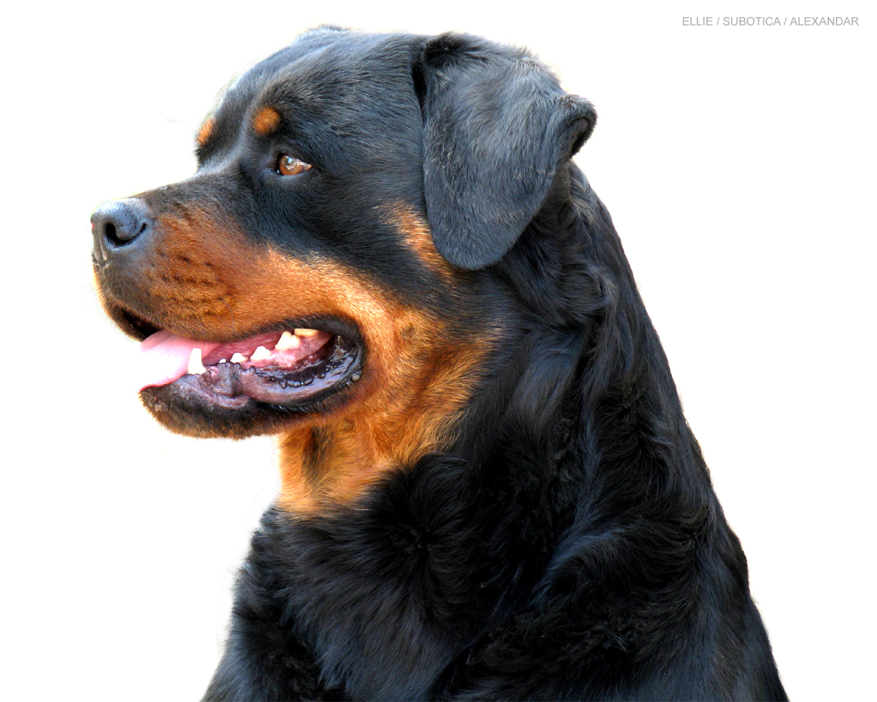 Beautiful Rottweiler - HD Wallpaper 