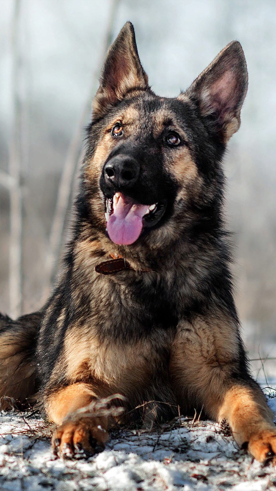 German Shepherd Pet Dog Snow 4k Ultra Hd Mobile Wallpaper - German Shepherd Image Download - 950x1689 Wallpaper German Shepherd Pet Dog Snow 4k Ultra Hd Mobile Wallpaper - German Shepherd Image Download - 950x1689 Wallpaper