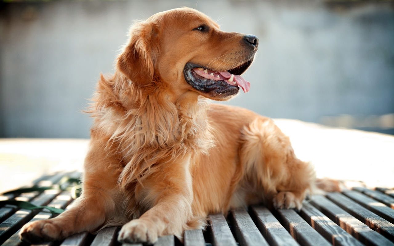 Golden Retriever Wallpaper - HD Wallpaper 