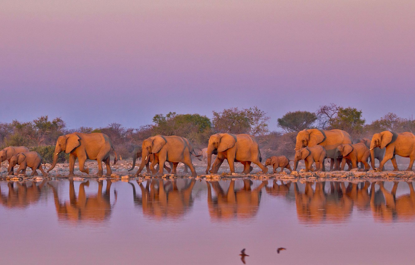 Photo Wallpaper Elephants, South Africa, The Herd, - Kruger National Park Background - HD Wallpaper 