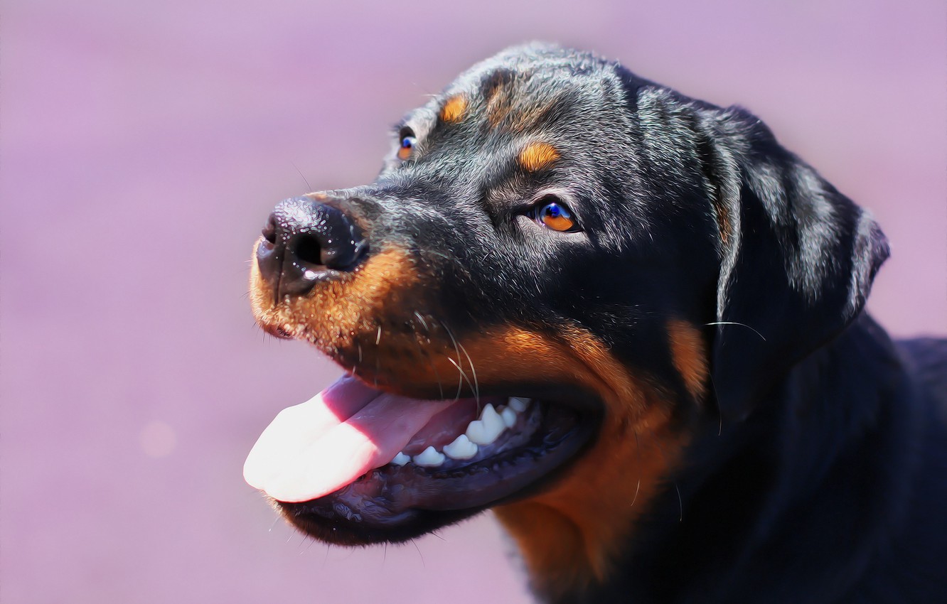 Photo Wallpaper Face, Background, Each, Rottweiler - Rottweiler - HD Wallpaper 