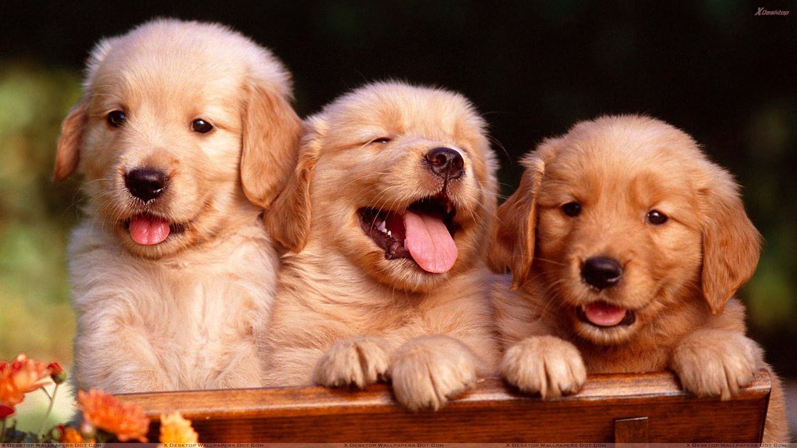 Friends Forever, Golden Retriever Puppies - Golden Retriever Puppy Hd - HD Wallpaper 