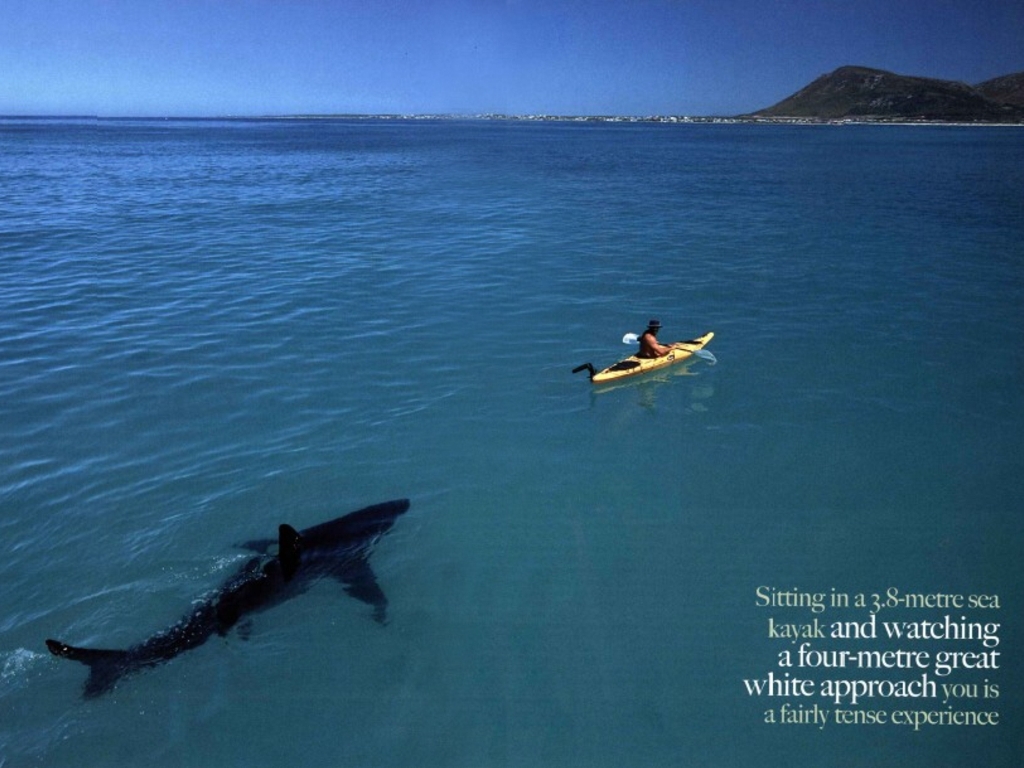 Kayaking In South Africa - Great White Shark Hunting - HD Wallpaper 