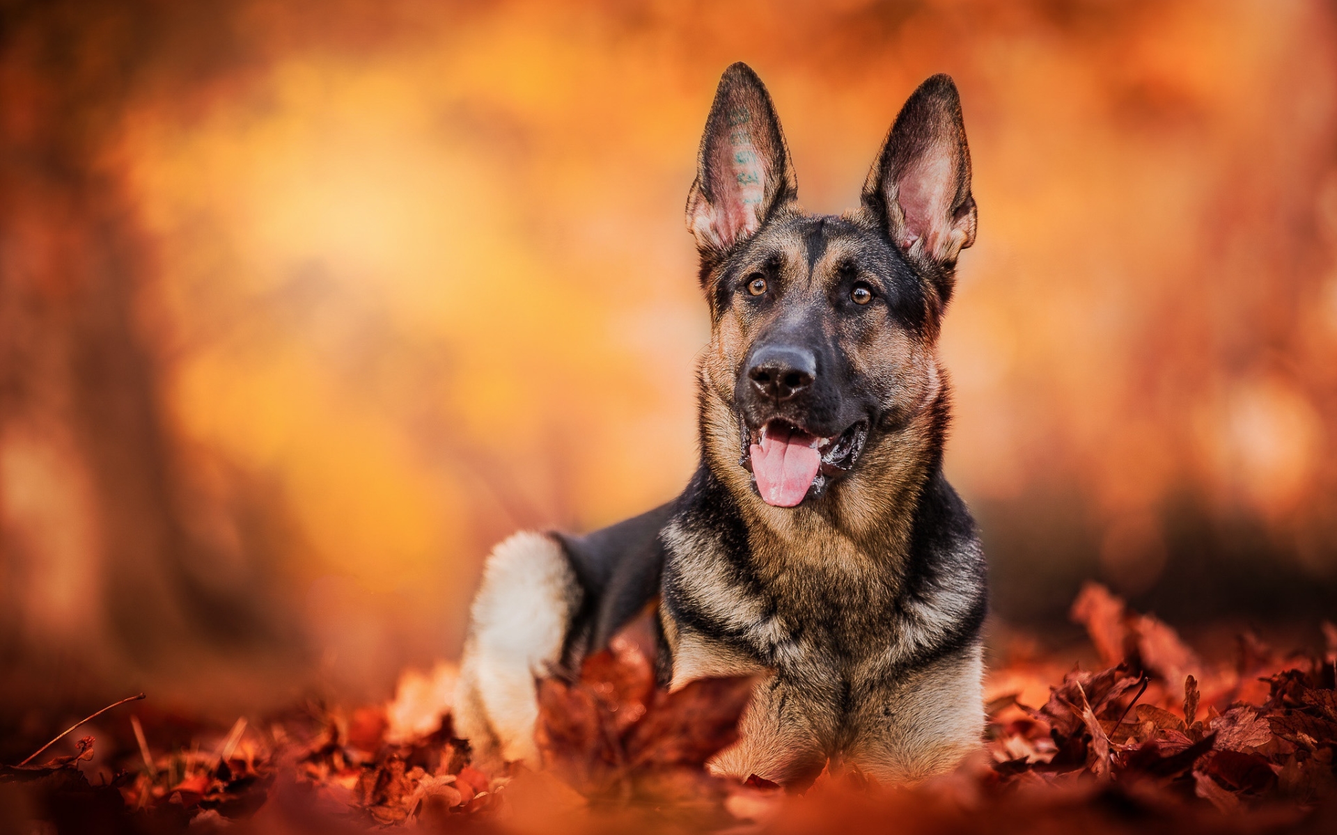 Wallpaper Of Dog, Fall, German Shepherd, Pet, Smile - 1920x1200