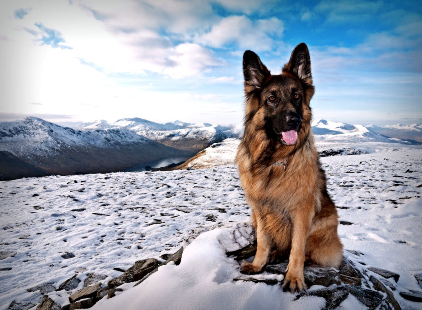 Delightful Ideas German Shepherd Wallpaper S Images - German Shepherd Wall Paper - HD Wallpaper 