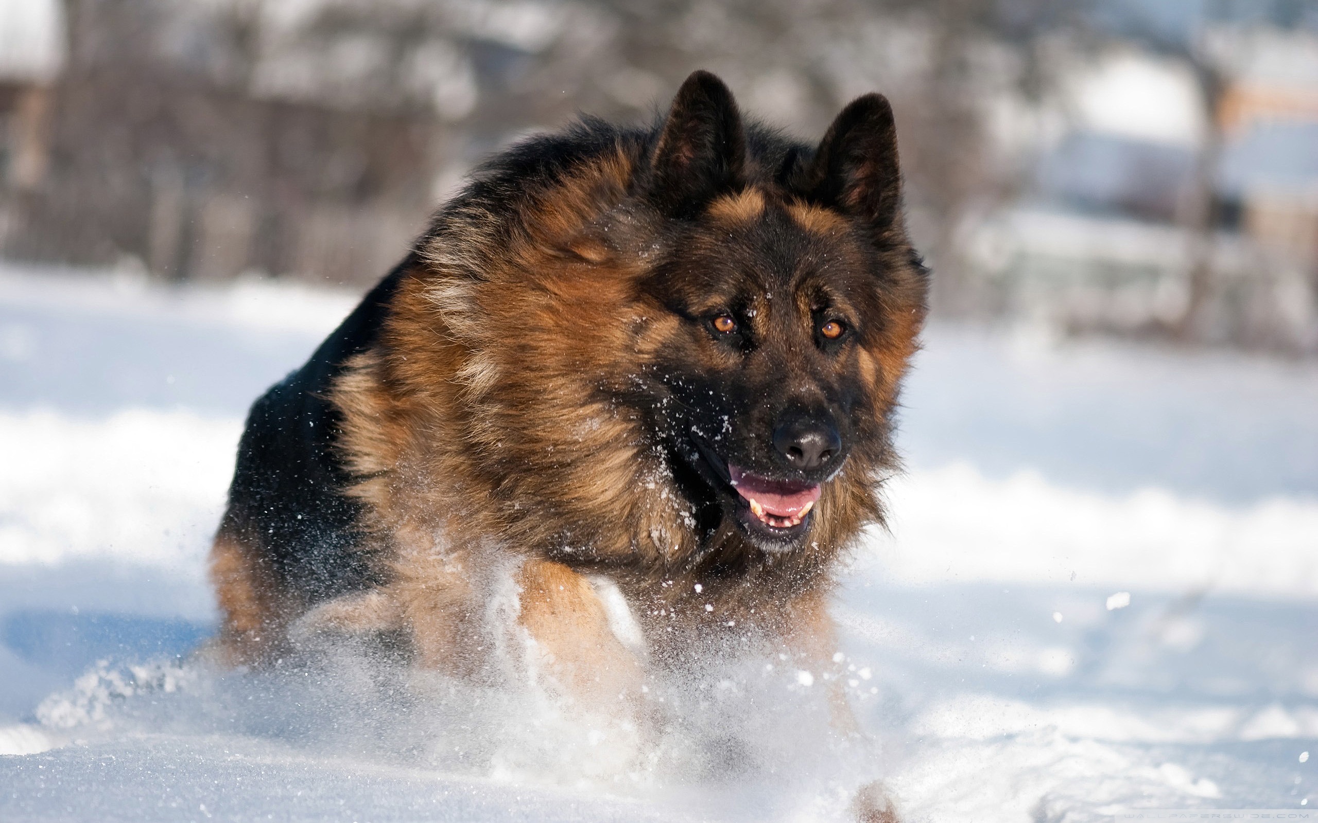 German Shepherd Hd - HD Wallpaper 