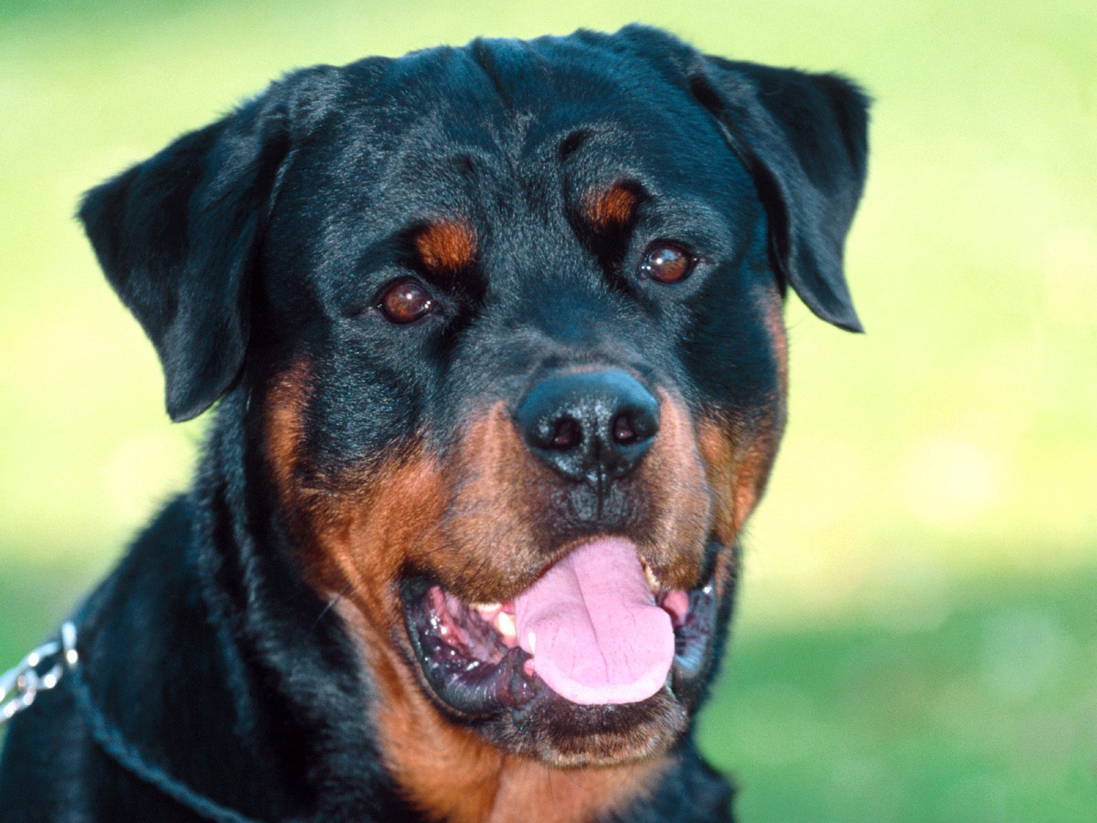 Beautiful Rottweiler - De Fondo De Pantalla 3d Perros Rottweiler - HD Wallpaper 