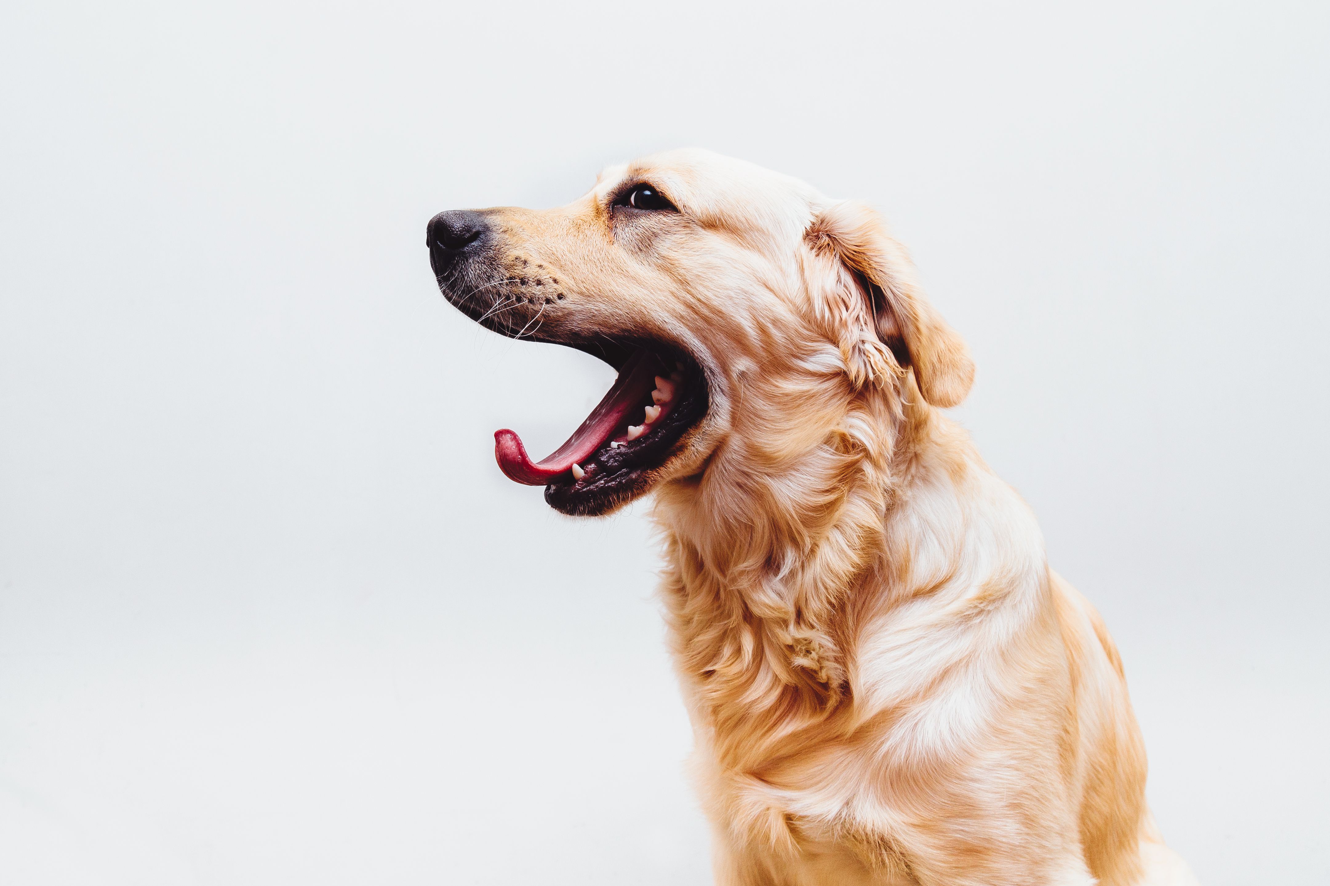Retriever Wallpaper Golden Retriever Yawning - Free Dog Stock - HD Wallpaper 