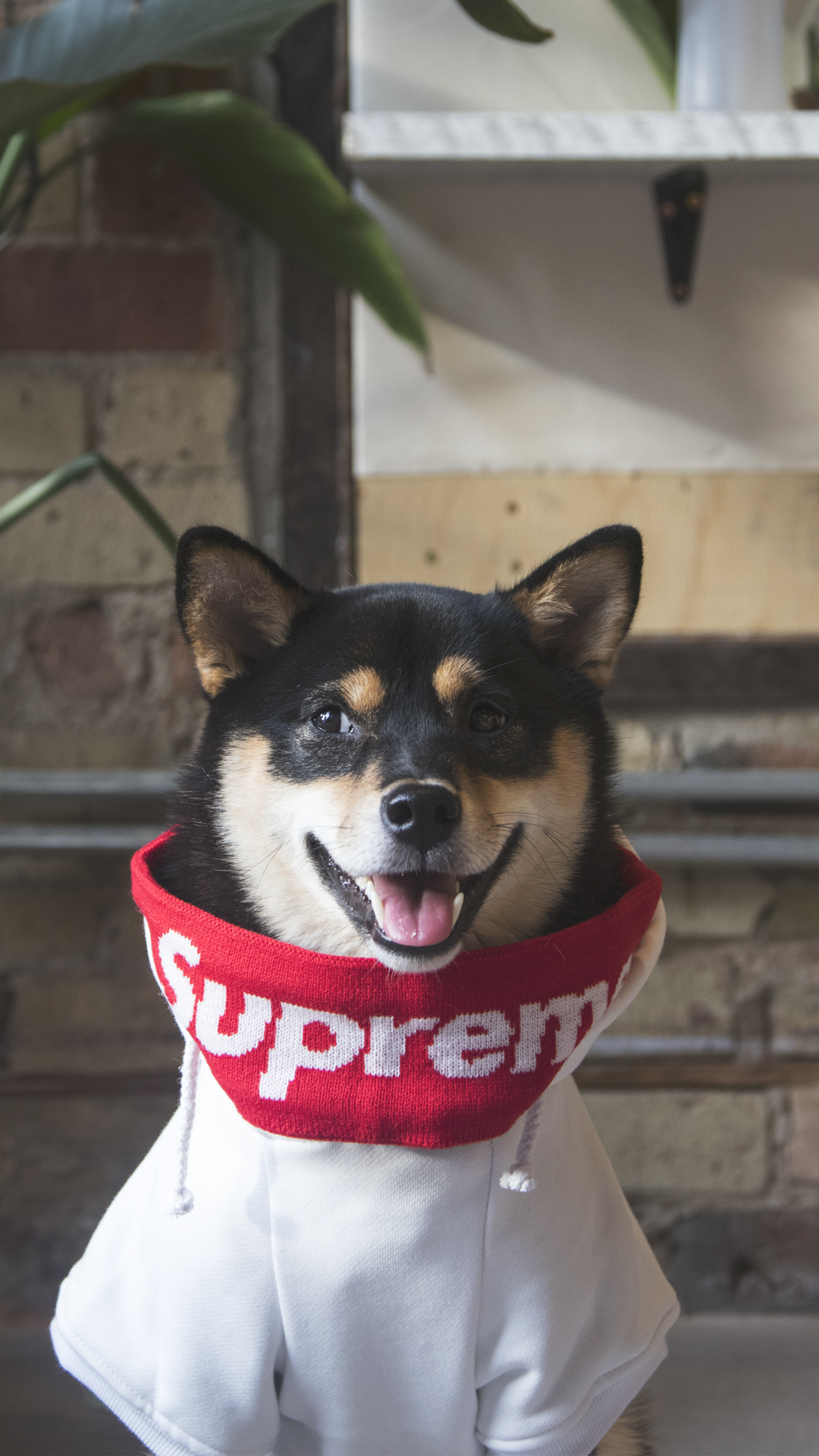 Supreme Dog - HD Wallpaper 