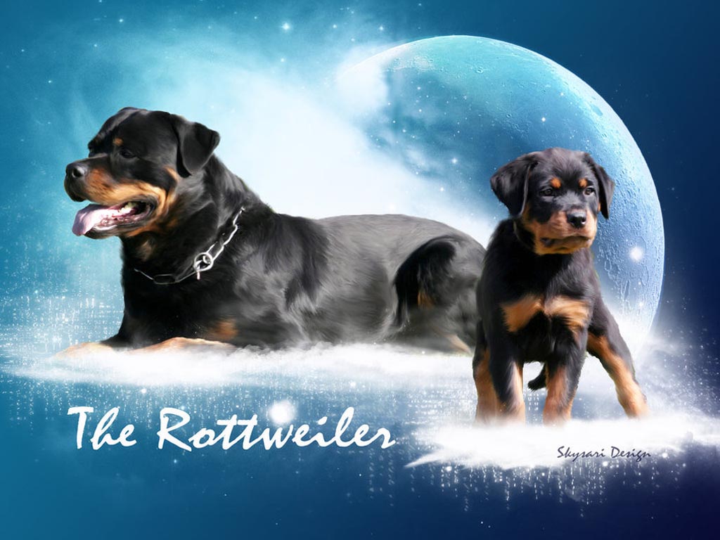 Rottweiler Wallpapers Hd - HD Wallpaper 